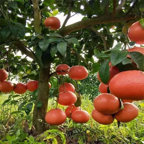 Red Pomelo Orange Plant — photo 2
