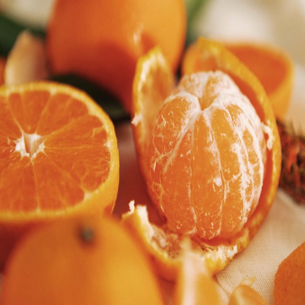 Satsuma Orange Plant(Grafted)