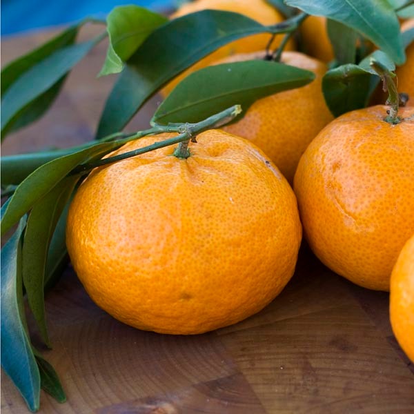 Satsuma Orange Plant(Grafted) — photo 2