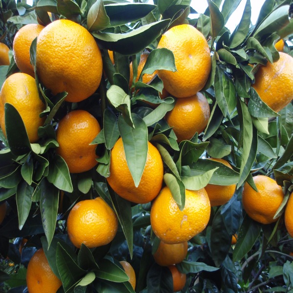 Satsuma Orange Plant(Grafted) — photo 3