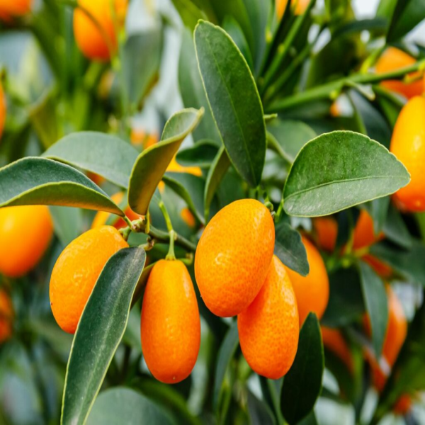 Sweet Lemon Plant(Grafted)