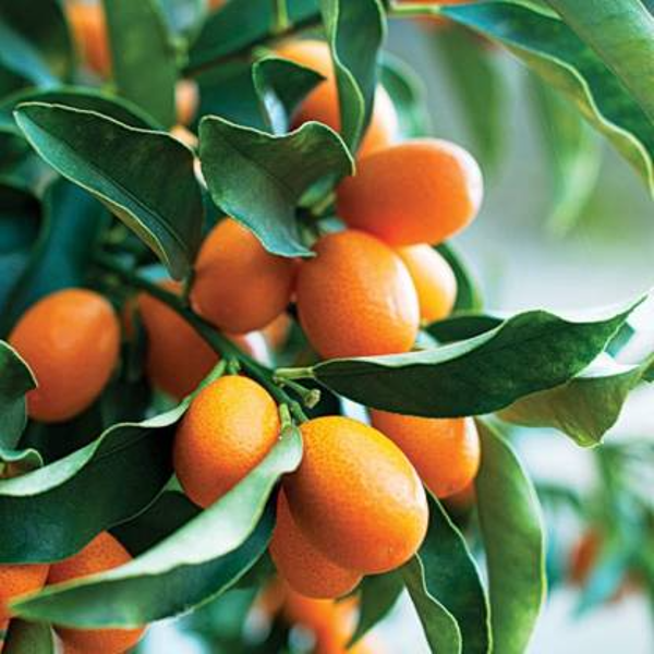 Sweet Lemon Plant(Grafted) — photo 2