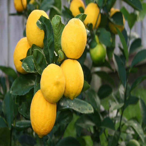 Thai Meyer Lemon Plant