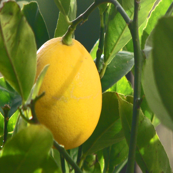 Thai Meyer Lemon Plant — photo 2