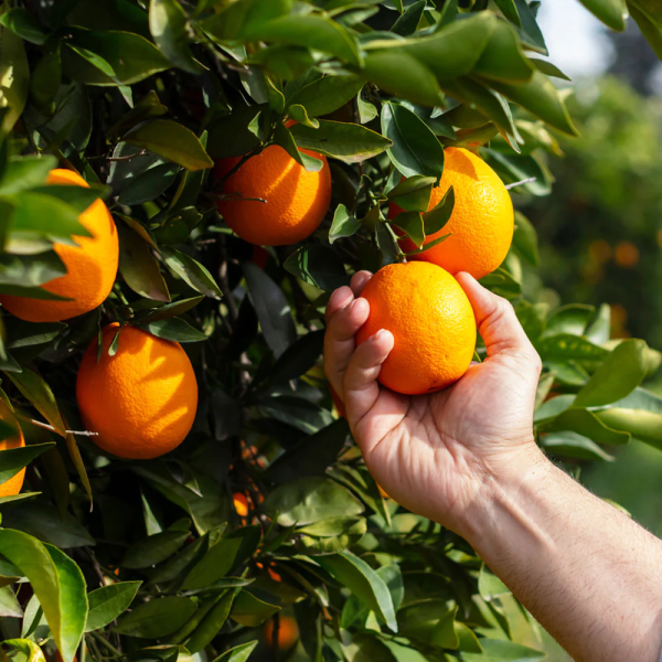 Valencia Olinda Orange Plant(Grafted)