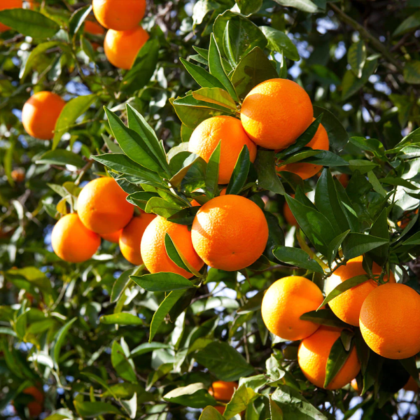Valencia Olinda Orange Plant(Grafted) — photo 2