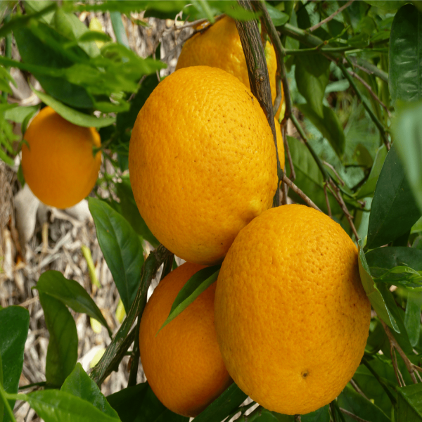 Valencia Olinda Orange Plant(Grafted) — photo 3