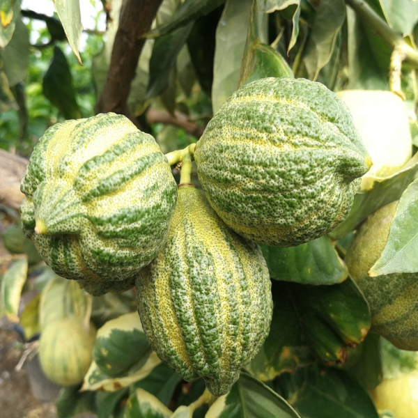 Variegated Lemon Plant