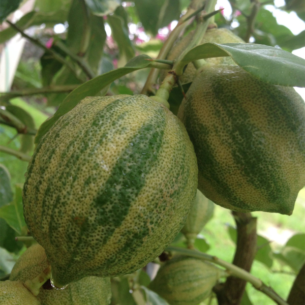Variegated Lemon Plant — photo 2