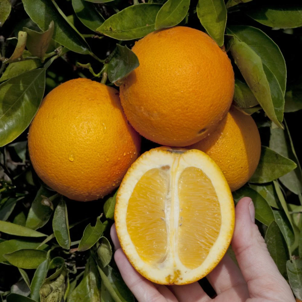Washington Navel Orange Plant(Grafted)