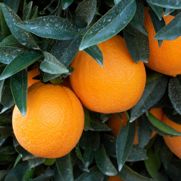 Washington Navel Orange Plant(Grafted) — photo 2