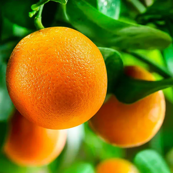 Washington Navel Orange Plant(Grafted) — photo 3