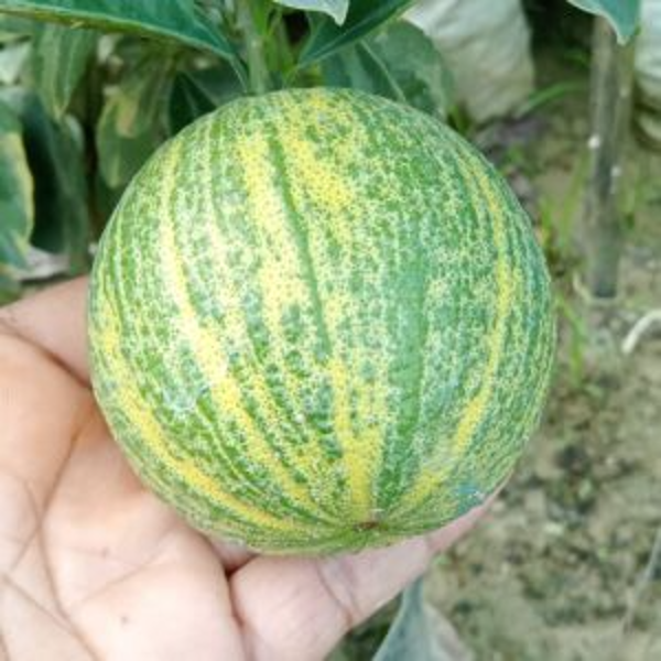 Variegated Malta Orange Plant(Grafted)