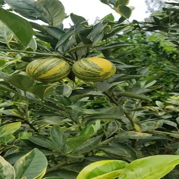 Variegated Malta Orange Plant(Grafted) — photo 2