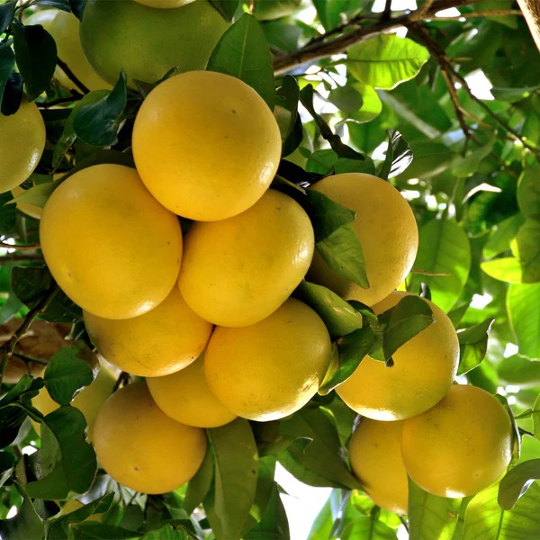 Ruby grapefruit Plant
