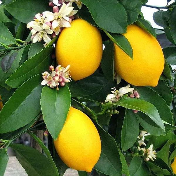 Kagaji Lemon Plant – Grafted and Hybrid Plant
