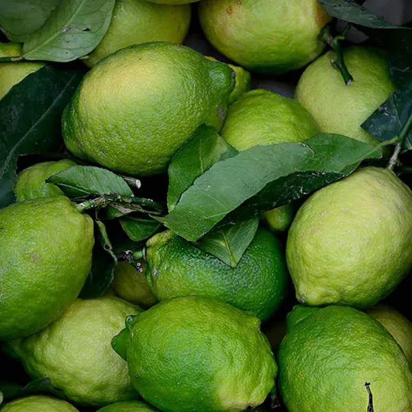 Kagaji Lemon Plant – Grafted and Hybrid Plant — photo 2