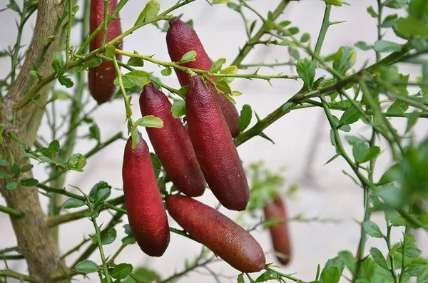 Finger Lemon Red – Grafted and Hybrid Plant