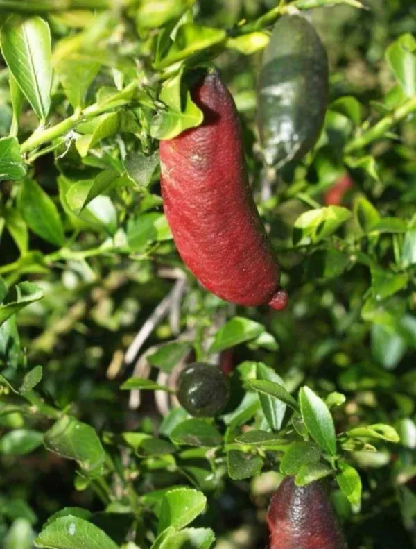 Finger Lemon Red – Grafted and Hybrid Plant — photo 3