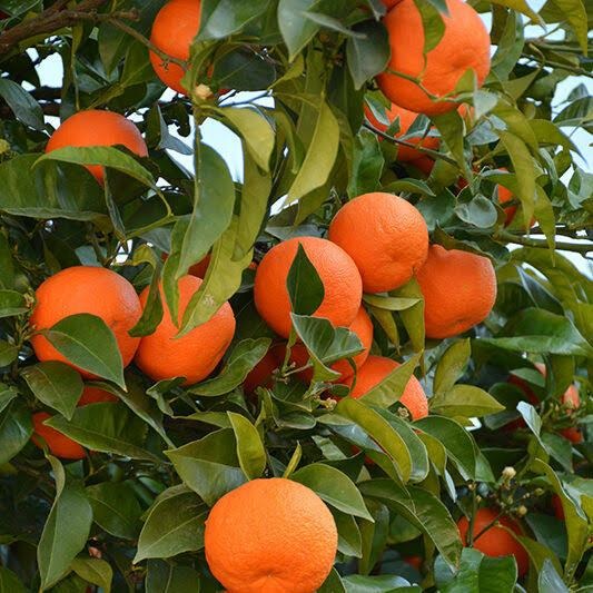 Egyptian Valencia Orange Plant