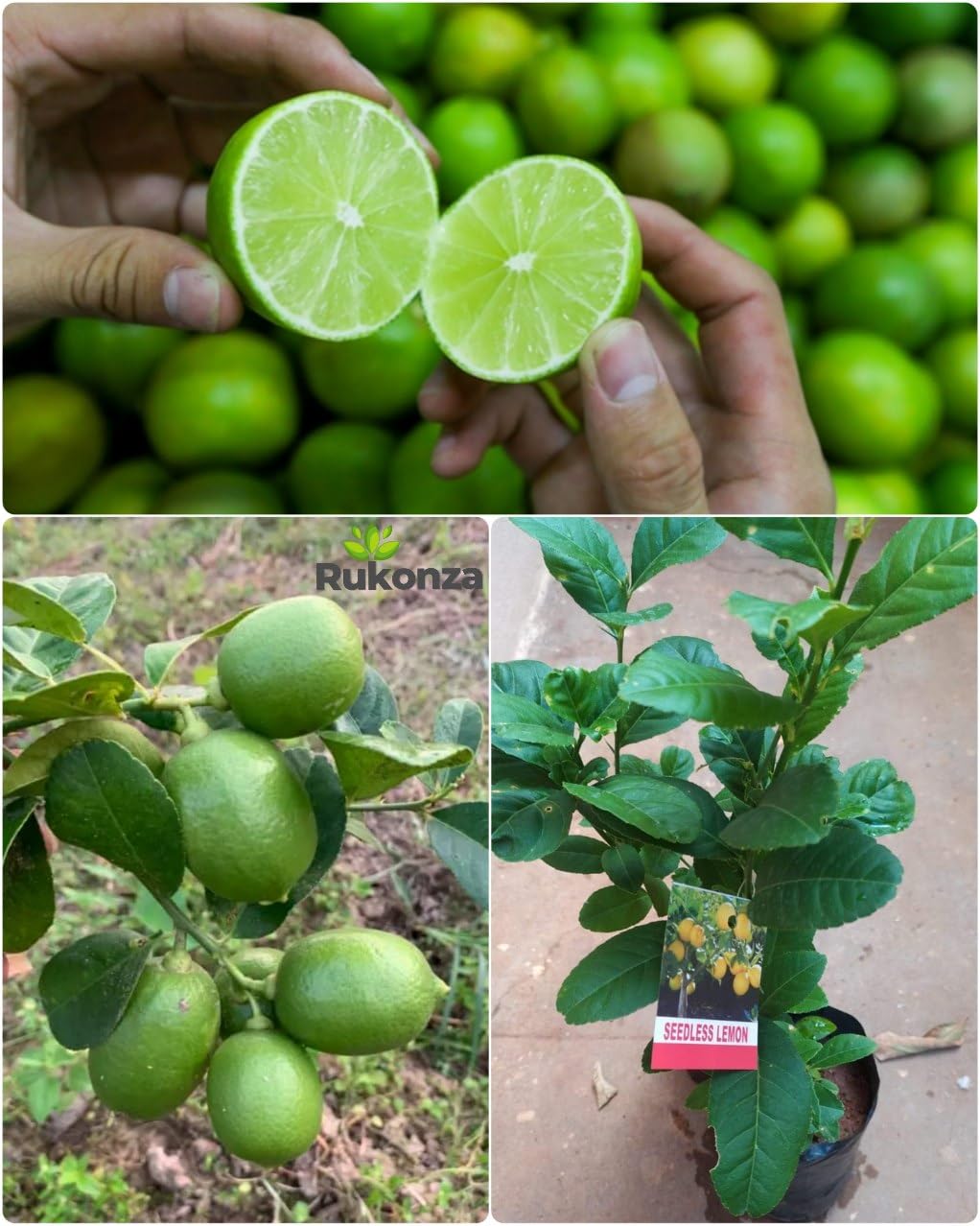 Seedless – Lemon – Hybrid – Airlading – Plant