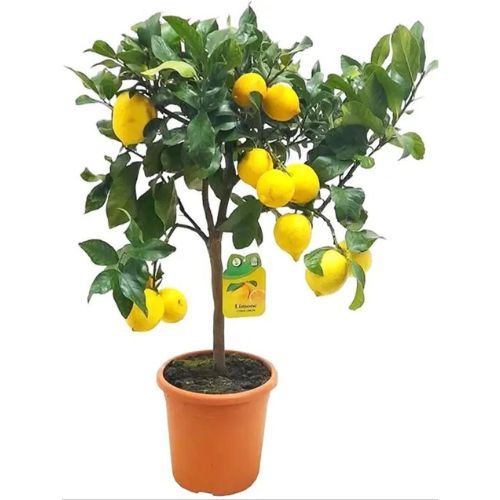Seedless – Lemon – Hybrid – Airlading – Plant — photo 2