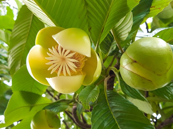 All Time Chalta / Elephant Apple- Plant — photo 2