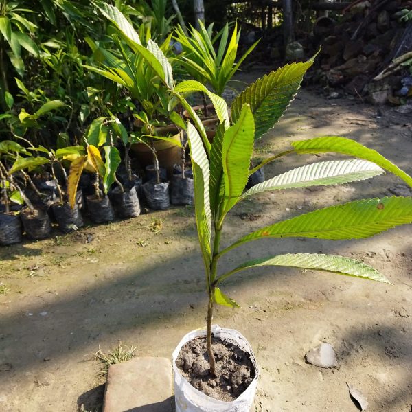 All Time Chalta / Elephant Apple- Plant — photo 3