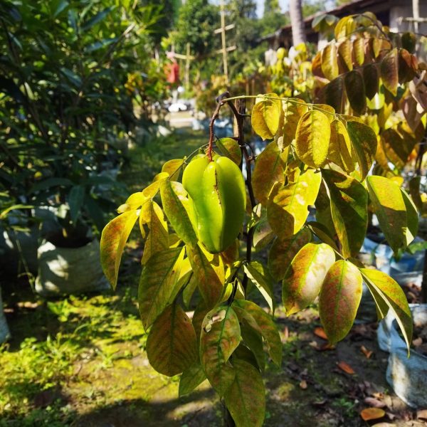 All time Star-Fruit Plant — photo 2