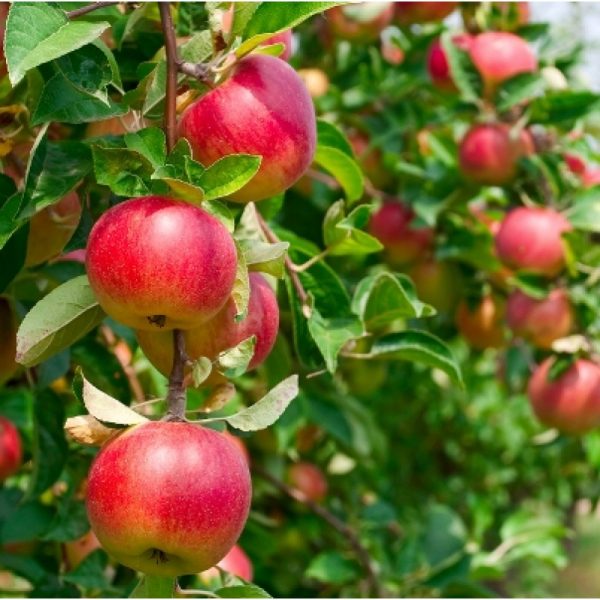 Apple Fruit Plant(HRM-99)
