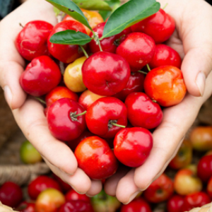 Barbados cherry