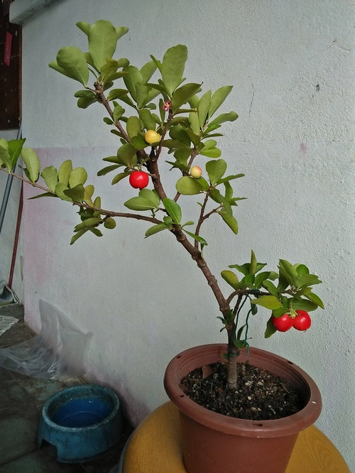 Barbados cherry — photo 3
