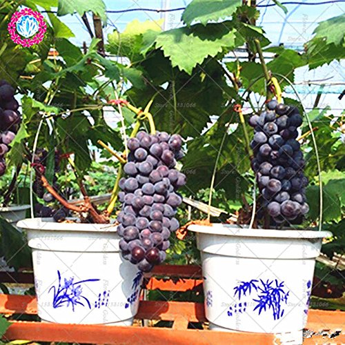 Black Grapes Plant — photo 2