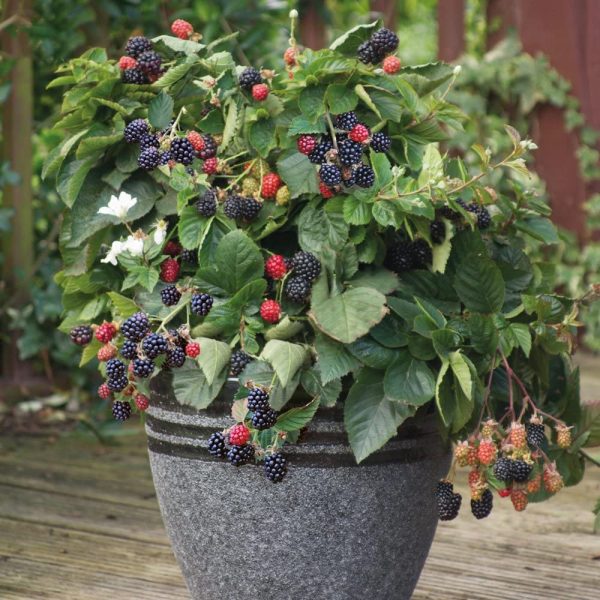 Blackberry Plant