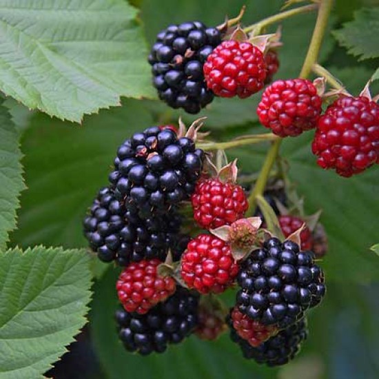 Blackberry Plant — photo 2