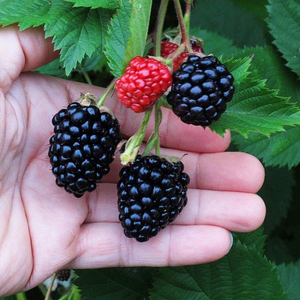 Blackberry Plant — photo 3