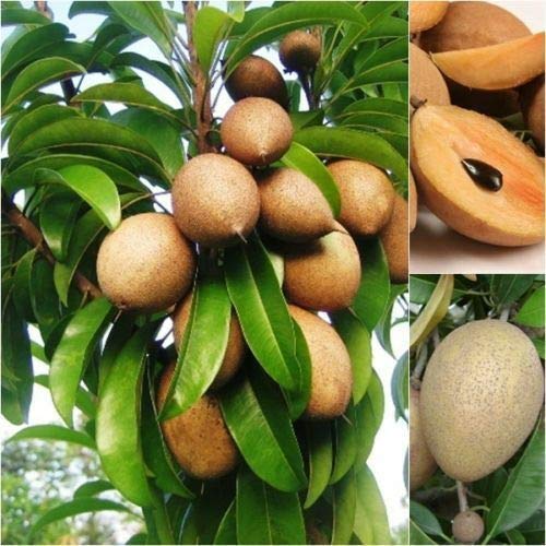 Chikoo, Sapota, Chiku Fruit (Grafted) – Plant