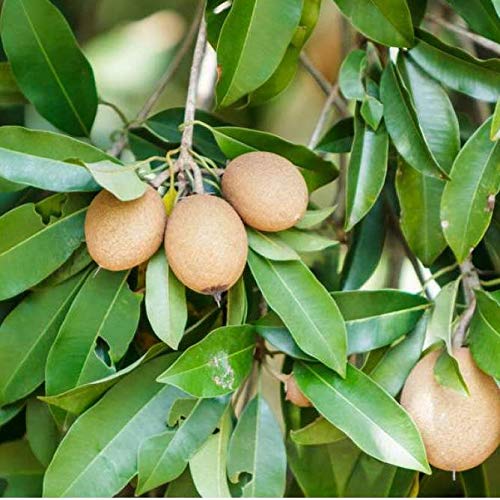 Chikoo, Sapota, Chiku Fruit (Grafted) – Plant — photo 2