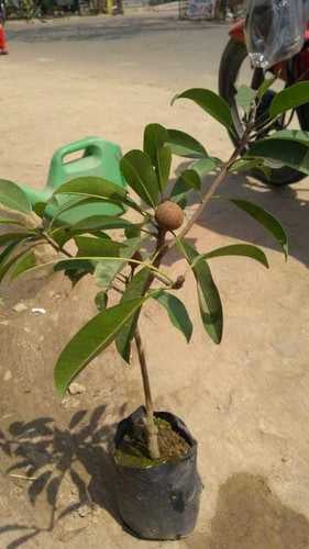 Chikoo, Sapota, Chiku Fruit (Grafted) – Plant — photo 3