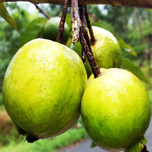 Chinese guava- Fruit Plant