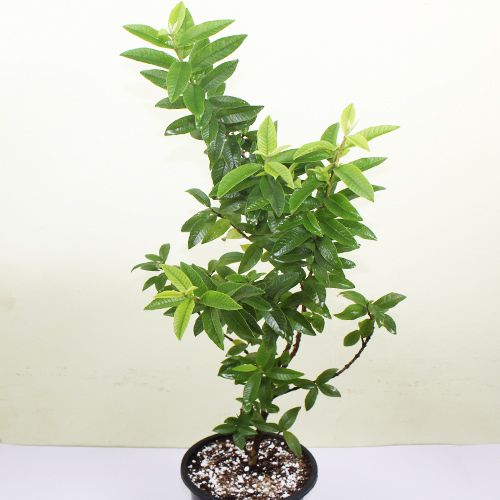 Chinese guava- Fruit Plant — photo 2