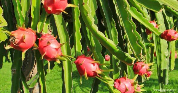 Dragon Fruit