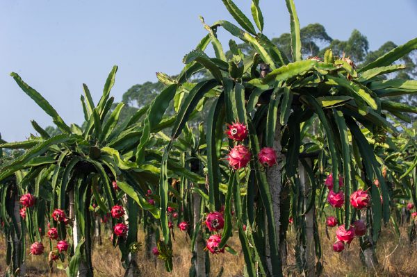 Dragon Fruit — photo 3