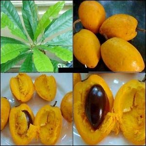 Egg Fruit Plant – Pouteria Campechiana, Canistel, Yellow Sapote