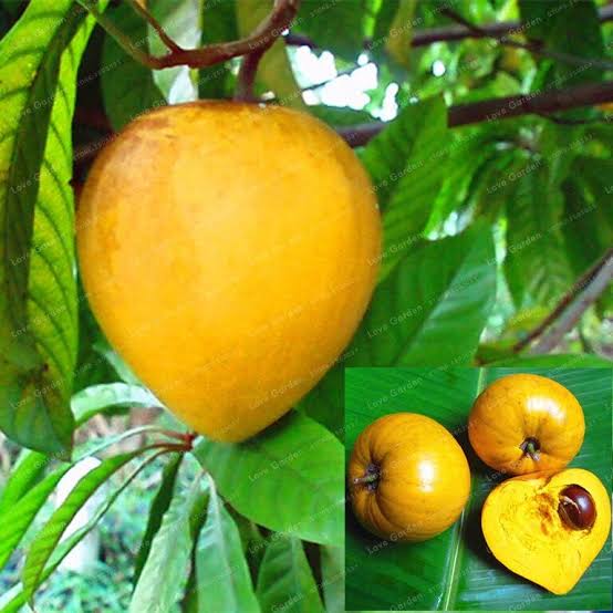 Egg Fruit Plant – Pouteria Campechiana, Canistel, Yellow Sapote — photo 2