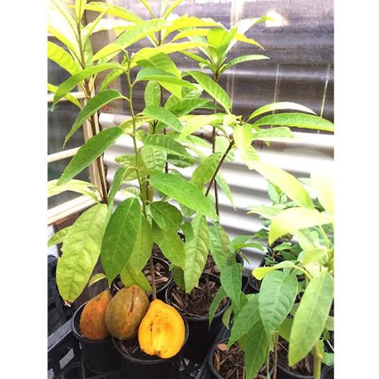 Egg Fruit Plant – Pouteria Campechiana, Canistel, Yellow Sapote — photo 3