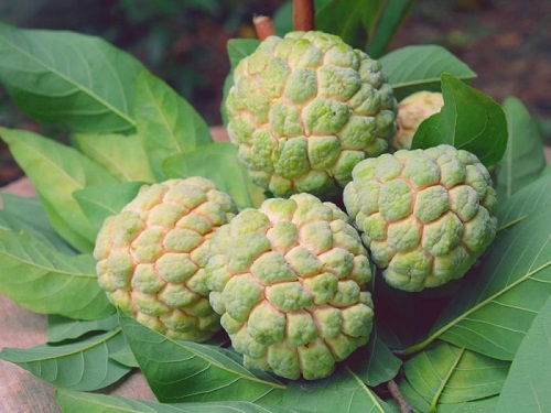 Golden custard apple Plant