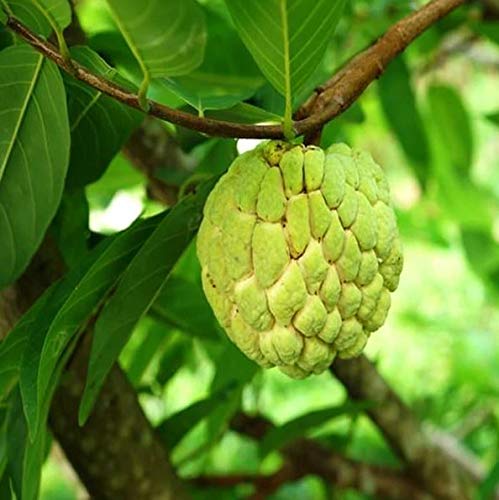 Golden custard apple Plant — photo 2