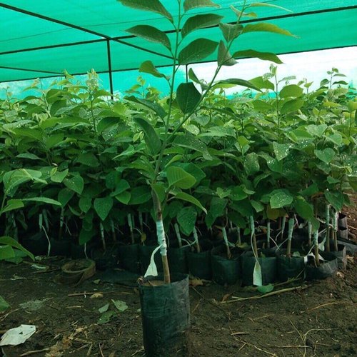 Golden custard apple Plant — photo 3