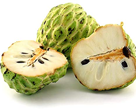 Golden custard apple Plant — photo 4